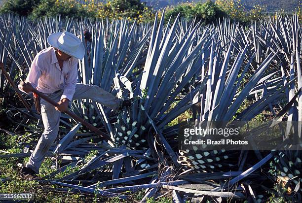 Blue agave pine-cone harvesting , known as jima - blue agave or tequila agave or Agave tequilana is an agave plant that is an important economic...