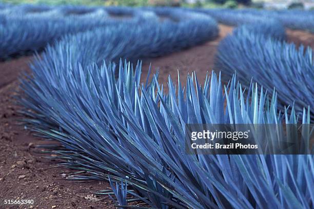 Agave tequilana, commonly called blue agave or tequila agave, is an agave plant that is an important economic product of Jalisco State in Mexico, due...