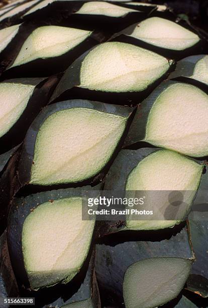 Graphic detail of blue agave pine-cone , known as jima - blue agave or tequila agave or Agave tequilana is an agave plant that is an important...