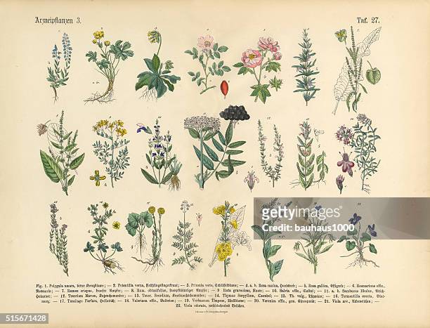 stockillustraties, clipart, cartoons en iconen met medicinal and herbal plants, victorian botanical illustration - schoonheid in de natuur