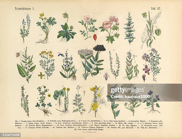 medicinal and herbal plants, victorian botanical illustration - botanical stock illustrations