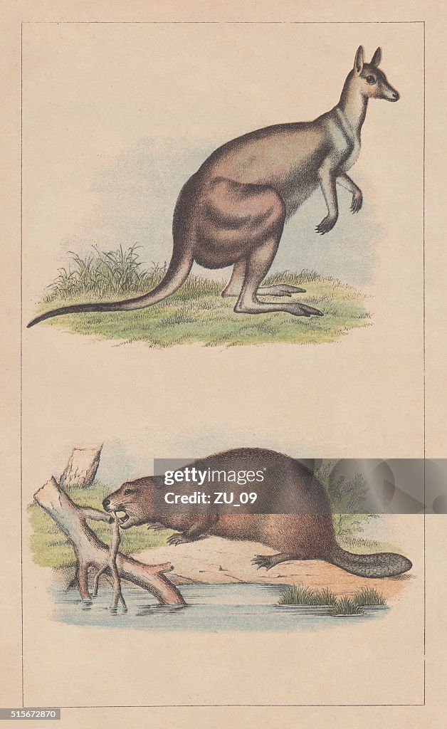 Kangaroo and beaver, lithograph, published in 1873