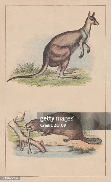 kangaroo and beaver, lithograph, published in 1873 - eastern gray kangaroo stock illustrations