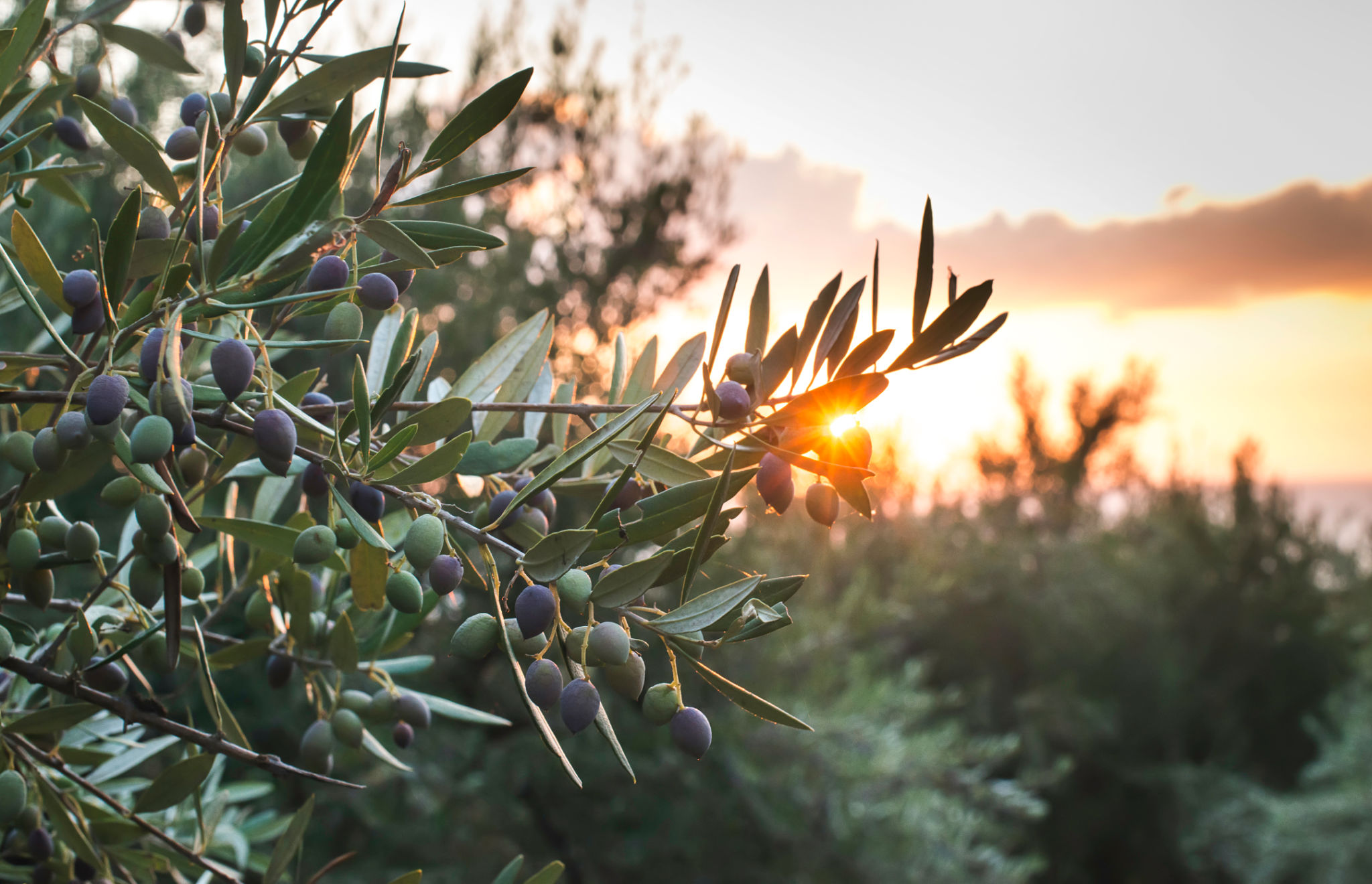 greek olives