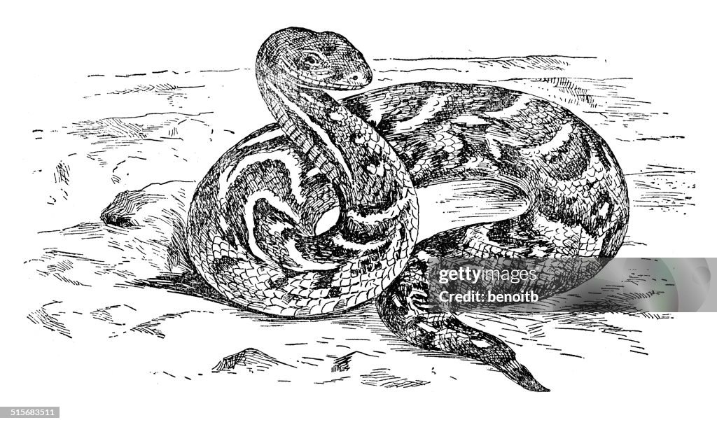 Puff Adder