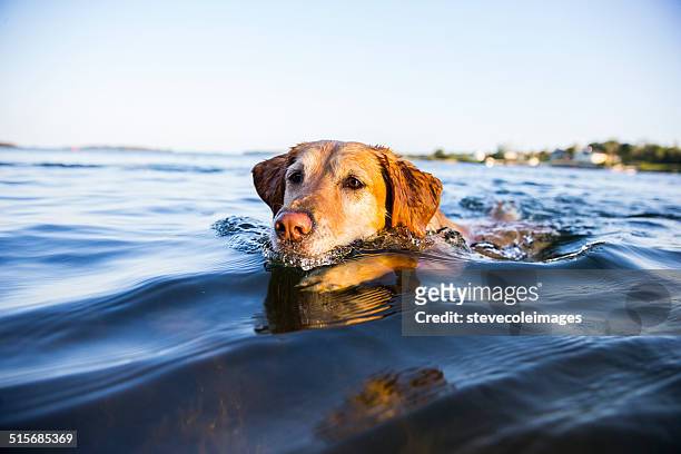 dog swimming - labrador retriever stockfoto's en -beelden