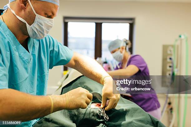 vet operating on dog - castration stockfoto's en -beelden