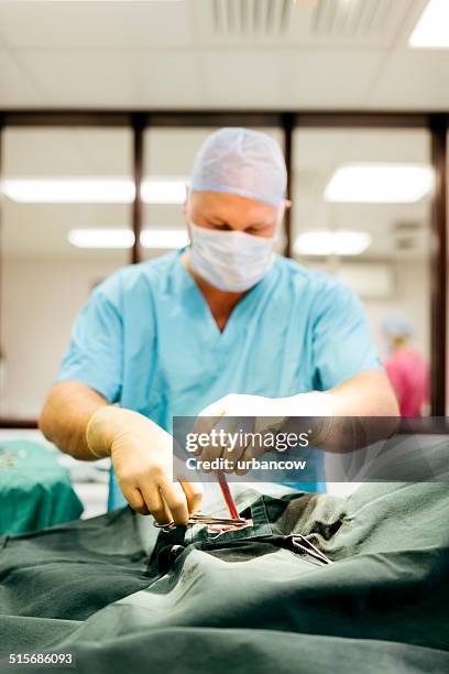 vet operating on dog - human castration photo stock pictures, royalty-free photos & images