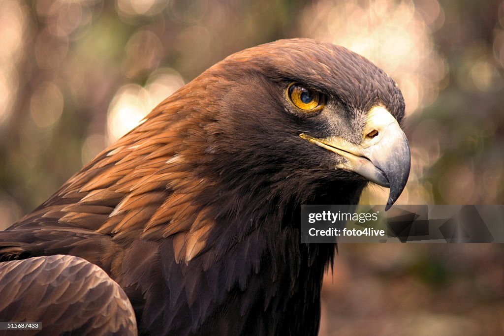 Golden Eagle (Aquila chrysaetos)