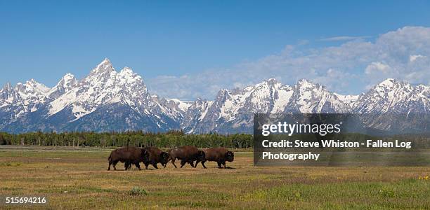 herd of bison in front of teton mountain range - wild cattle stockfoto's en -beelden