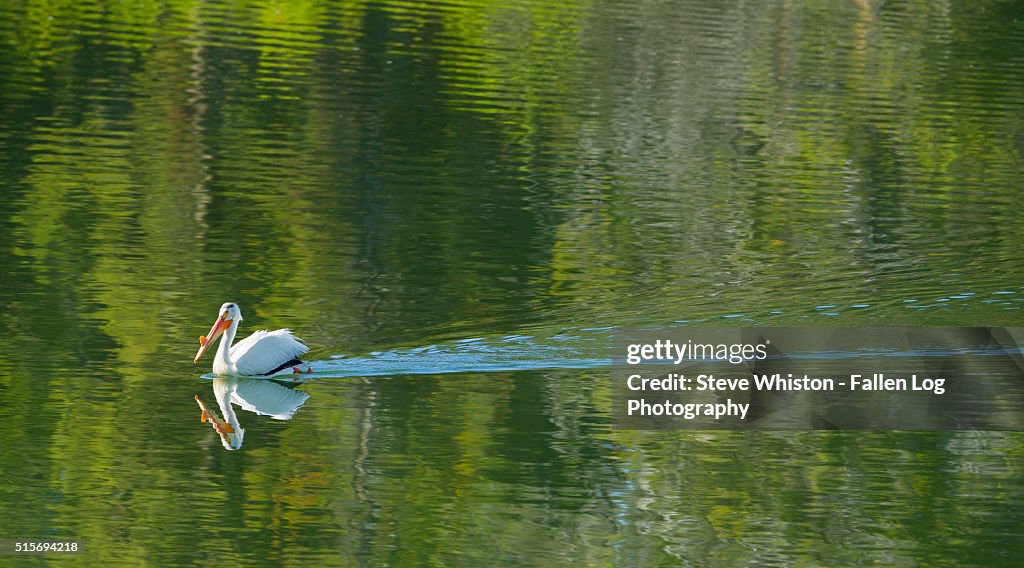 Pelican floating past on the Snake River