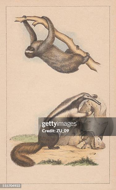 three-toed sloth and giant anteater, lithograph, published in 18783 - giant anteater stock illustrations