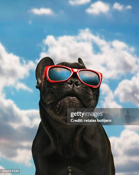 french bulldog with sunglasses - wirbeltier stock-fotos und bilder