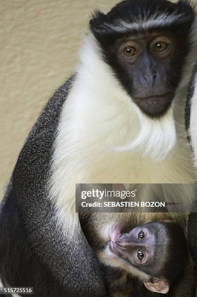 Cercopithecus Roloway 20 Roloway Monkey Stock Photos, High-Res Pictures, and Images - Getty ...