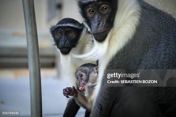 Cercopithecus Roloway Roloway Monkey Photos and Premium High Res Pictures - Getty Images