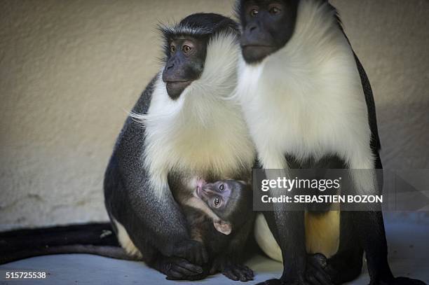 Cercopithecus Roloway 20 Roloway Monkey Stock Photos, High-Res Pictures, and Images - Getty ...
