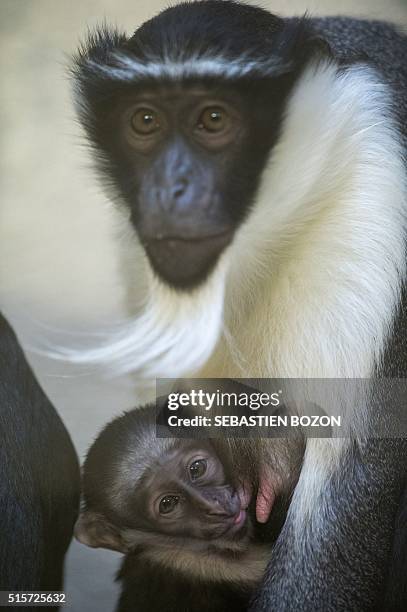 Cercopithecus Roloway Roloway Monkey Photos and Premium High Res Pictures - Getty Images
