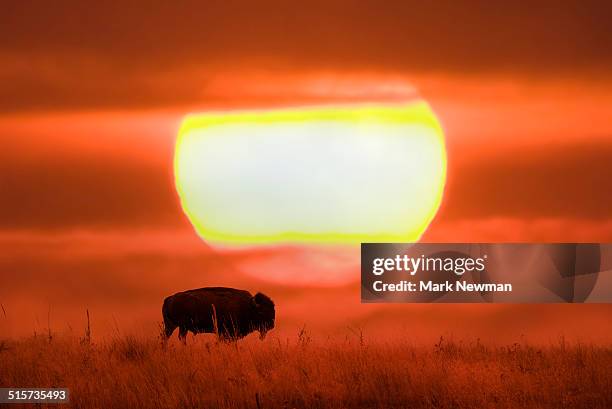 bison, american buffalo - amerikaanse bizon stockfoto's en -beelden