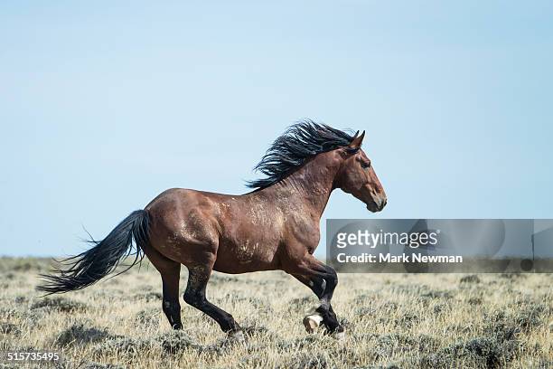 wild horses in wyoming - horses running fotografías e imágenes de stock