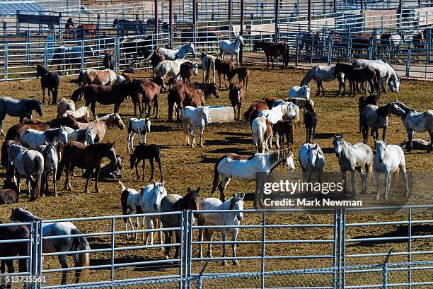 wild horse corral - recinto foto e immagini stock