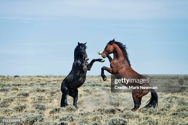 fighting wild horses - equestrian animal stock-fotos und bilder