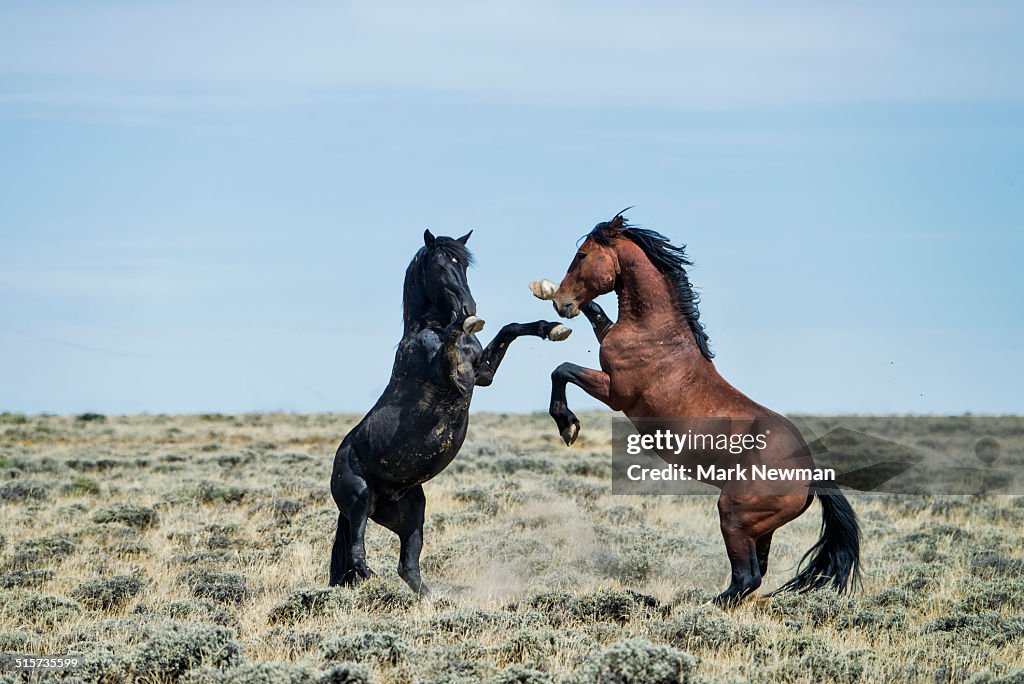 Fighting wild horses