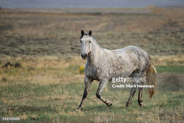 wild horses in wyoming - one animal stock pictures, royalty-free photos & images