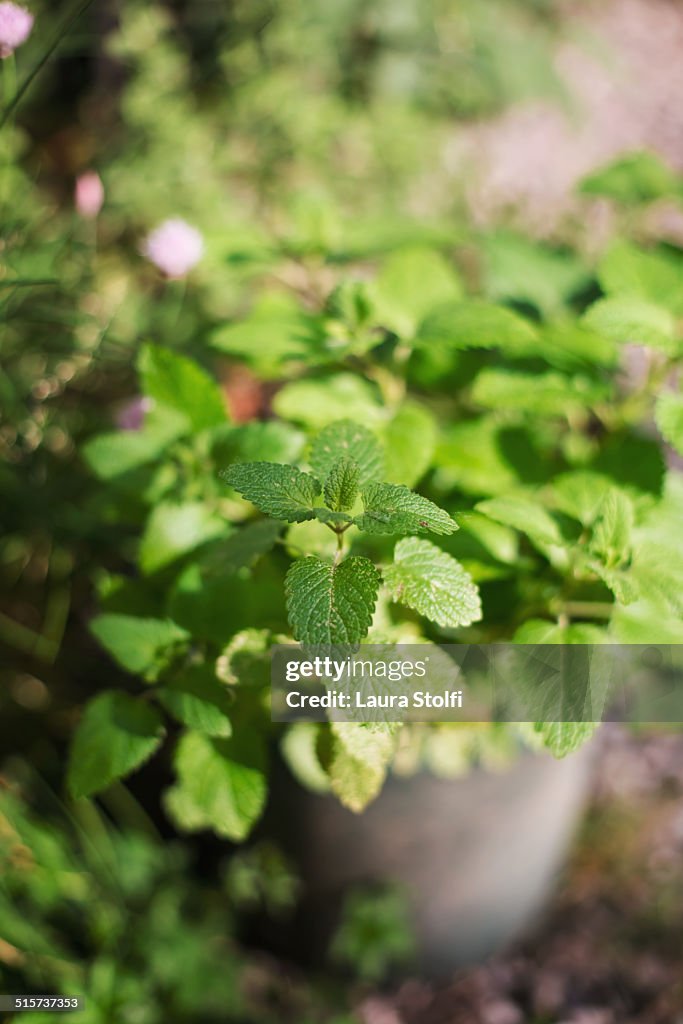 Fresh mint growing in pot in sunny herb garden