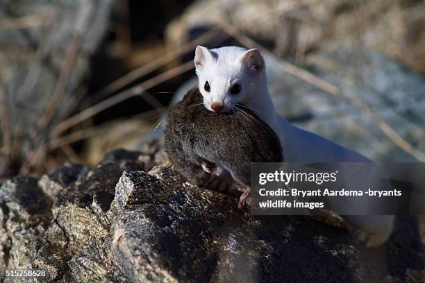 captured - ermine stockfoto's en -beelden