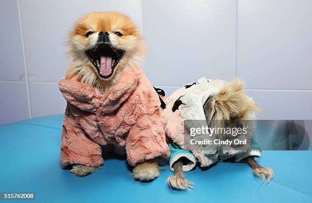 Harrison Vanderpump and Giggy Vanderpump visit the SiriusXM Studio on March 15, 2016 in New York City.