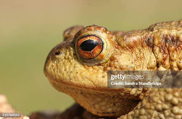 portrait of a common toad - common toad stock pictures, royalty-free photos & images