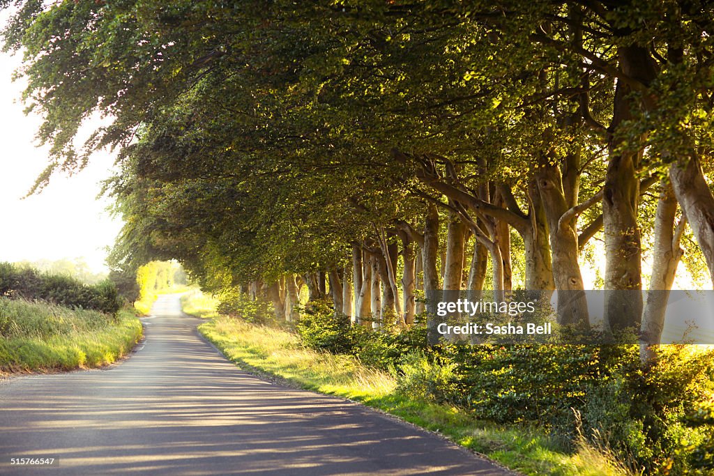 Country road alongside tree line