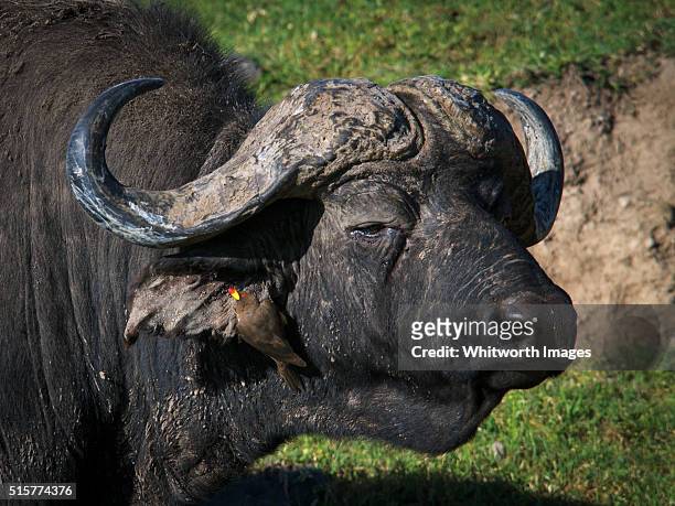 african buffalo with yellow-billed oxpecker, ngorongoro crater, tanzania - buphagus africanus stock pictures, royalty-free photos & images