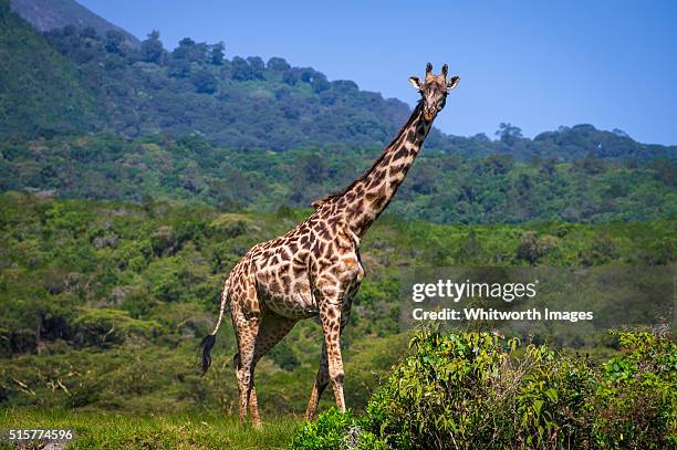 masai giraffe, arusha national park, tanzania - mount meru stock pictures, royalty-free photos & images