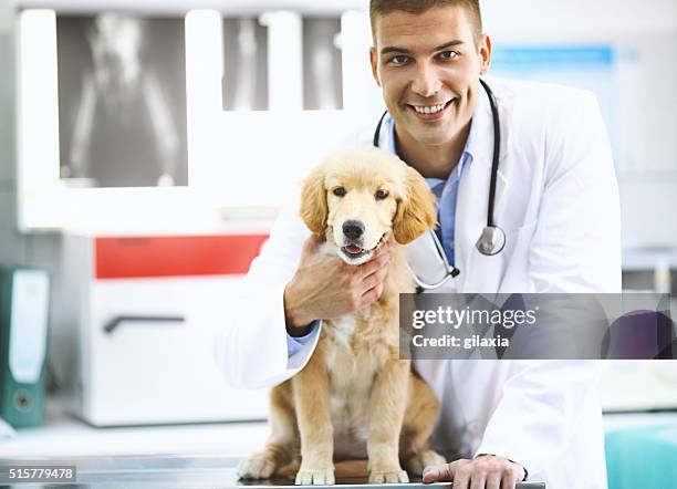 vet with healthy retriever puppy. - dog looking at camera stock pictures, royalty-free photos & images