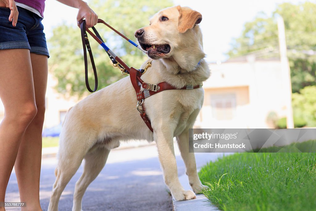 Service dog helping a woman with visual impairment at a curb