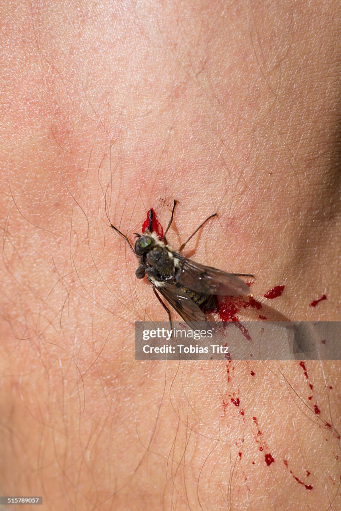 Close-up of dead housefly on skin