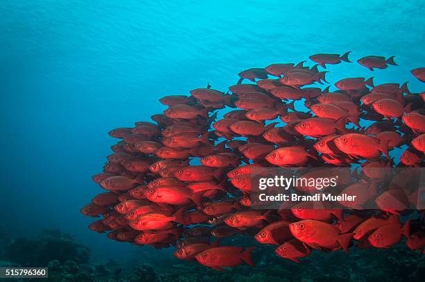 school of soldierfish - riffhörnchenfisch stock-fotos und bilder