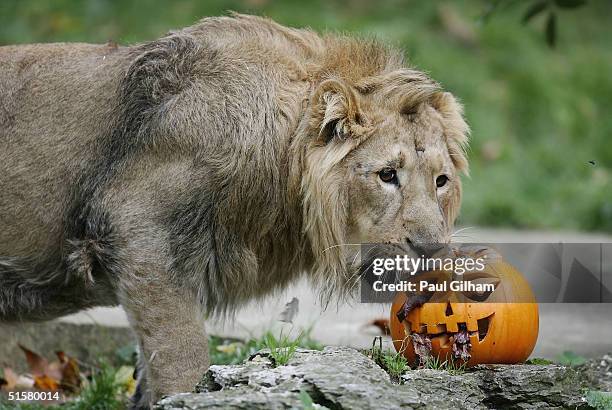 London Zoo's newest arrival, Asiatic lion Lucifer, has fun with pumpkins ahead of Halloween in the lion enclosure at London Zoo, Regent's Park on...