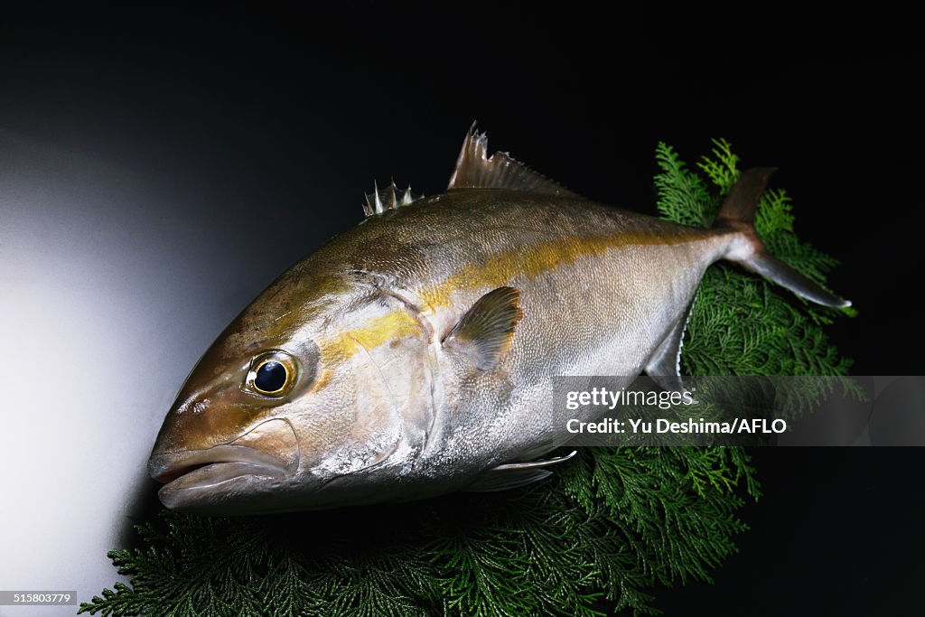 Greater amberjack