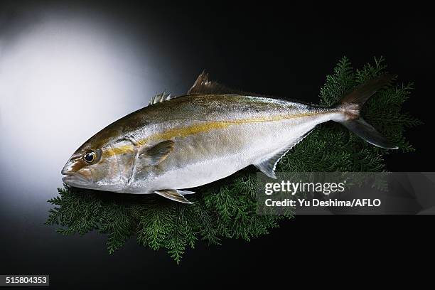 greater amberjack - amberjack stock pictures, royalty-free photos & images