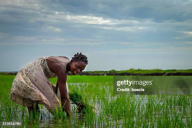 african rice farmer - food security stock pictures, royalty-free photos & images