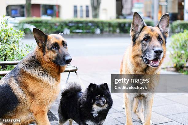 friends - german shepherd teeth stock pictures, royalty-free photos & images