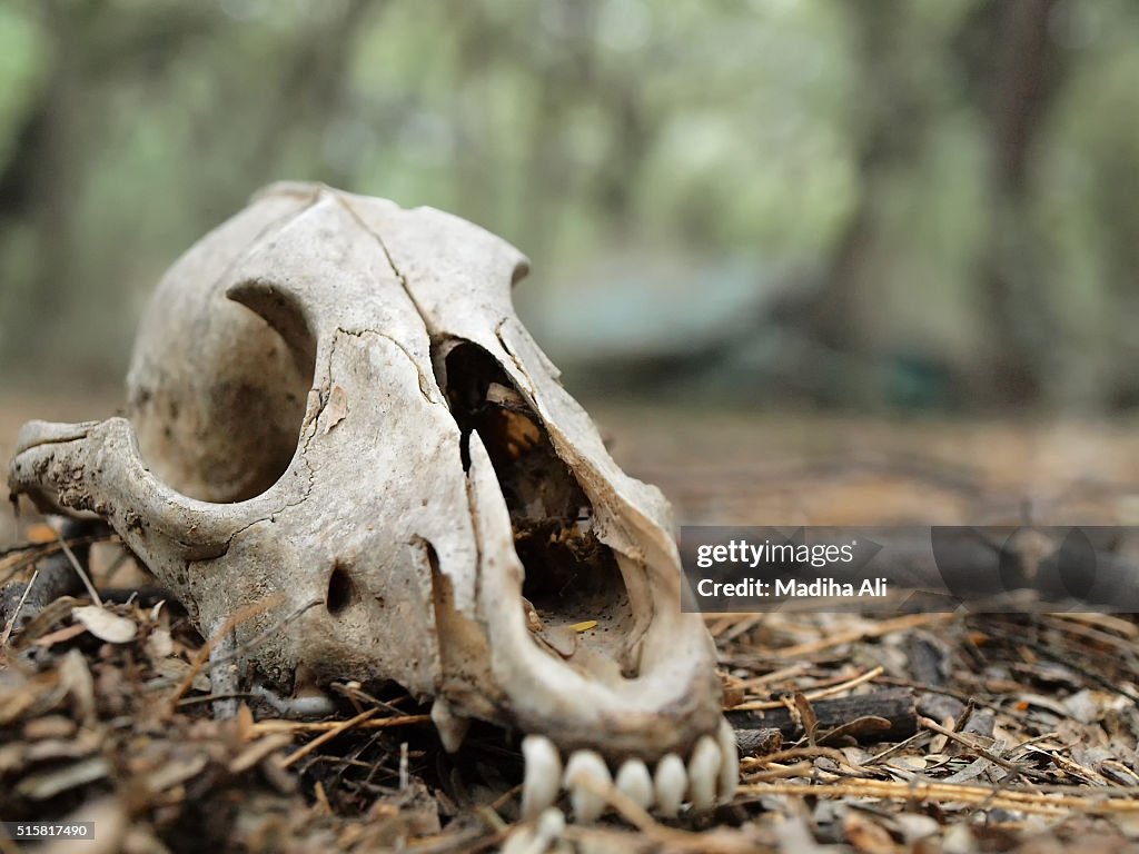The Dead