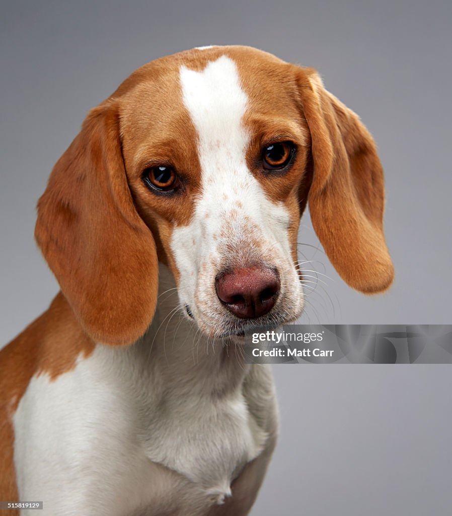 Beagle looking sad