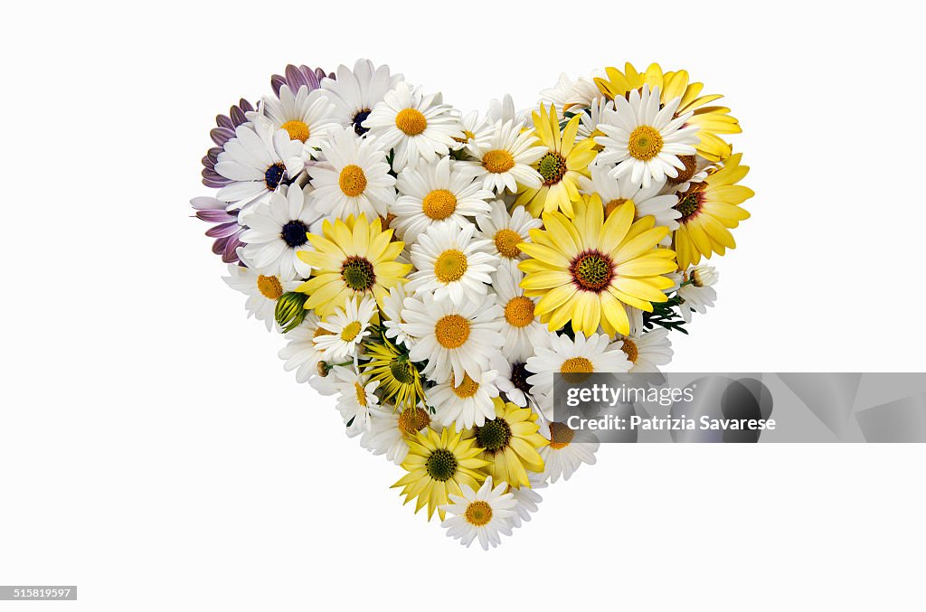 Daisies in the shape of heart