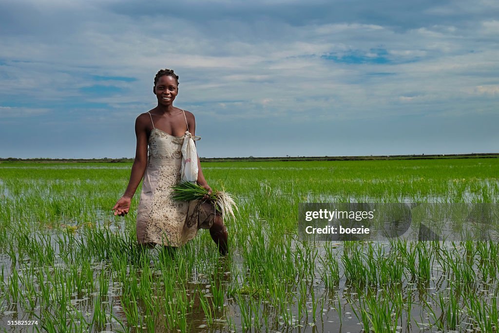 Agricultor de arroz