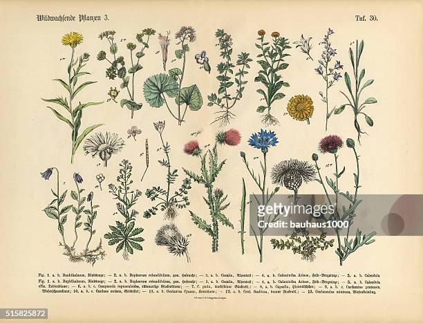 wildflower and medicinal herbal plants, victorian botanical illustration - aster stock illustrations