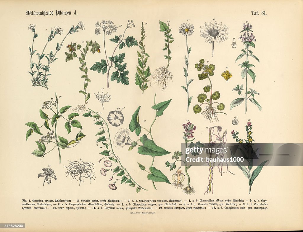 Wildblume und medizinische Kräuter-Pflanzen und viktorianische botanischen Illustrationen