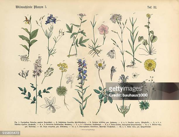 wildblume und medizinische kräuter-pflanzen und viktorianische botanischen illustrationen - carnation flower stock-grafiken, -clipart, -cartoons und -symbole